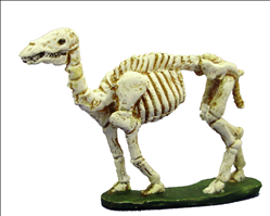 Skeletal Camel
